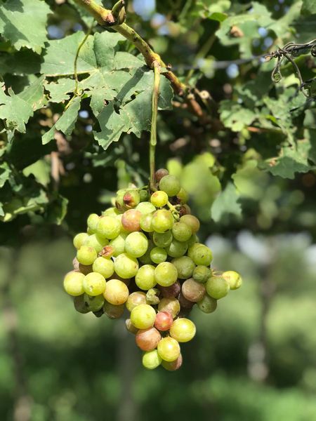Grapes from 에티오피아 supplied by Raya Horti Farm - Green (=Unripe=Sour) 신선 포도
