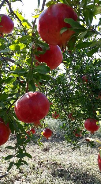 Fresh Organic Pomegranate from 튀르키예 supplied by BIOOD - Wonderful (=Qirmizi Qabiq Veles) 신선 석류