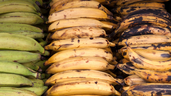Fresh Plantains from 콜롬비아 supplied by East Colombia Trading Company - Large 신선 플랜테인