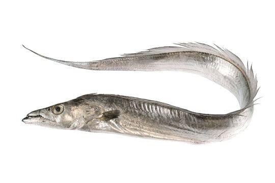 Ribbonfish from 남아프리카공화국 supplied by Thalassina Pty Ltd - Whole (=In The Round) 냉동 산갈치