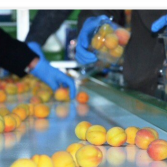 Fresh Apricots from 튀르키예 supplied by Baktar Tarim - Carton Box (=Cardboard Box) 신선 자두