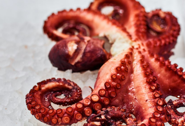 Octopus from United States supplied by Central Seaway Company, Inc. - Whole Frozen Octopus