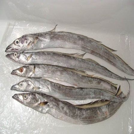 Wholeround Frozen Wild Ribbonfish from Iran supplied by ATLAS SEA FOOD LTD. - 800-900 g Ribbon Fish