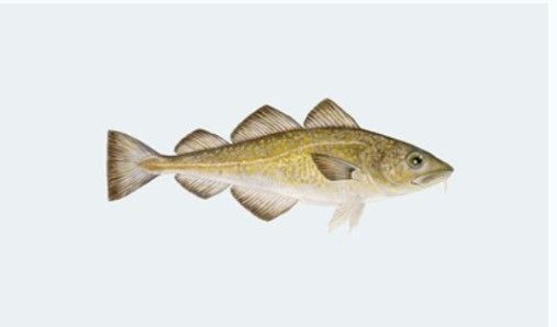 Frozen Cod from 프랑스 supplied by Faroe France S.A.R.L. - With Skin (=Skin On) 냉동 대서양 대구