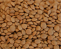 Lentils from United States supplied by ABS QUARTERS - Green Lentil Dried Lentil