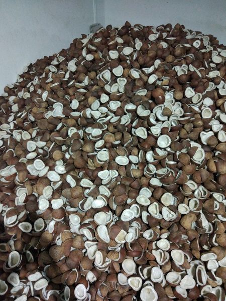 fresh coconut from 인도 supplied by Sps Coconut Products - Milling Copra 기타 신선 코코넛