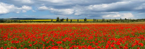 Poppy from Czechia supplied by Masimo s.r.o. - PP Bags (50kg) Poppy Seed
