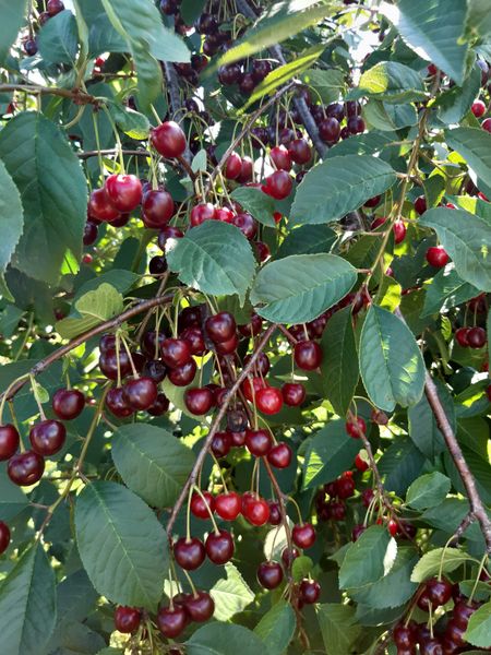 sour cherry from 폴란드 supplied by Agram S. A. - Sour Cherry (=Tart) 신선 체리