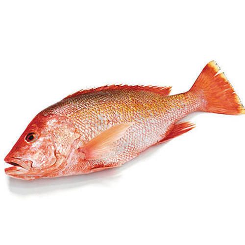 Frozen Red Snapper from 파키스탄 supplied by National Seafood (Pvt.) Ltd. - Gutted (=Drawn) 냉동 스내퍼
