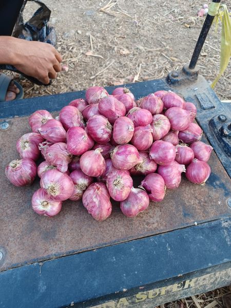 Shallot from 인도네시아 supplied by PT Pratama Spices Indonesia - High Quality 채소 가공품