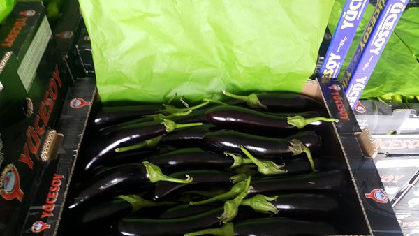 Eggplant from Turkiye supplied by Asy Naturel - Conventional Eggplant