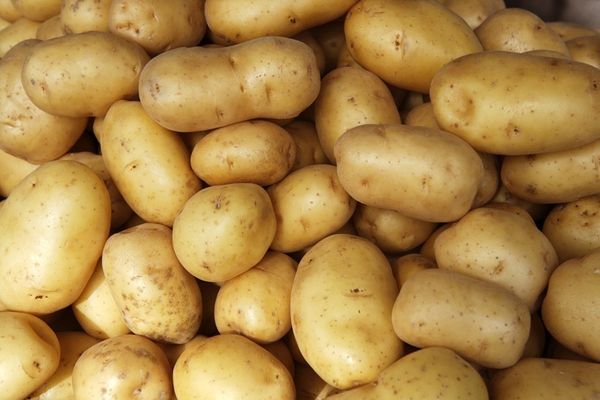 Potatoes from 파키스탄 supplied by 5P's International - 갈색 신선 일반 감자