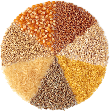 Wheat from 튀르키예 supplied by SNO TARIM VE ZIRAI ISLT / SNO CITRUS TURKEY - Dried 소맥