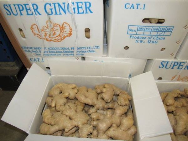 Fresh Ginger from 중국 supplied by Ingmar Heuer GmbH - Fresh (=Chilled) 통생강
