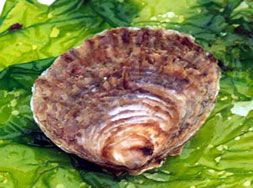 Flat Oysters from France supplied by CAP HUITRES - Whole (=In Shell=Unshucked) Fresh Oyster