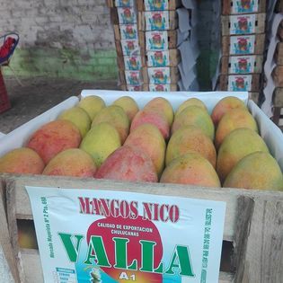 Mango from 페루 supplied by Valladolid Corporacion S.A.C. - Whole 신선 망고