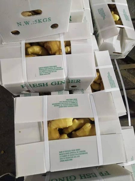 Ginger from 중국 supplied by Jinxiang Fengsheng Imp. And Exp. Co., Ltd. - B/C (=100-300 g=25-40 mm) 통생강