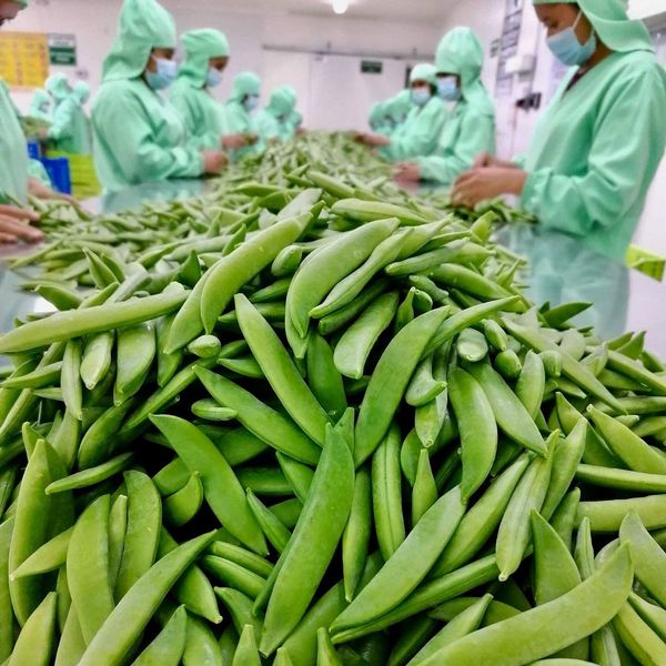 Sugar snap peas from 독일 supplied by ElbeFruit UG - Green 스냅피