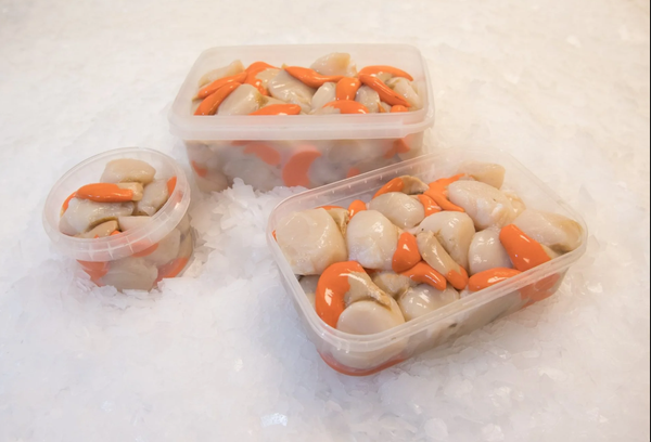 Scallop from 영국 supplied by D & G Seafoods - Giant Scallop (=Pecten maximus=Great Atlantic Scallop=King Scallop) 냉동 가리비