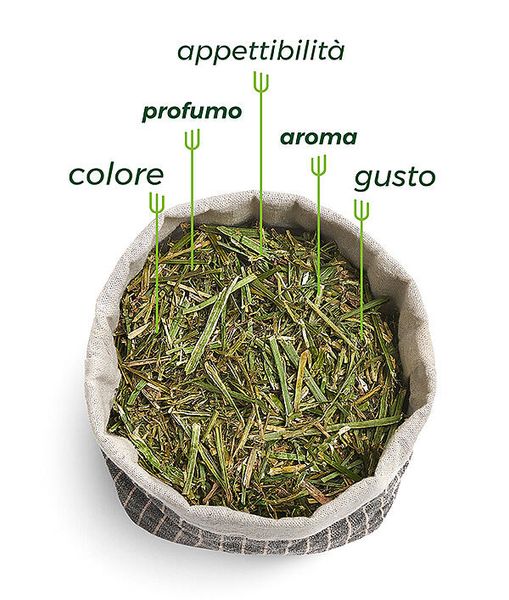 alfalfa from Italy supplied by CONDUZIONI AZIENDE AGRICOLE SARL - For Feed Alfalfa