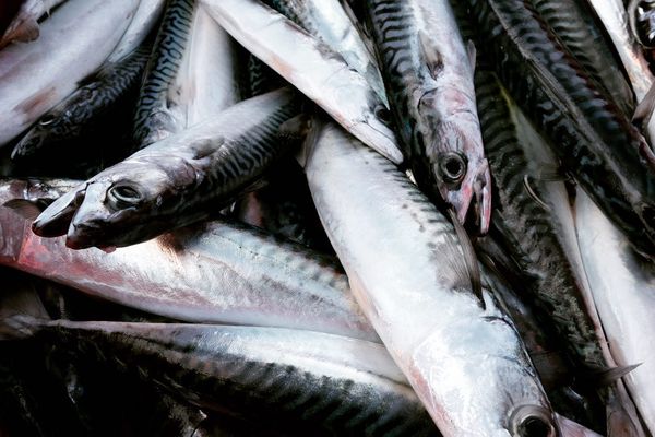 Fresh Mackerel from 영국 supplied by PYSK - Whole (=In The Round) 신선 고등어