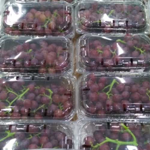 Grape from 이집트 supplied by CROPEX - Seedless 신선 포도