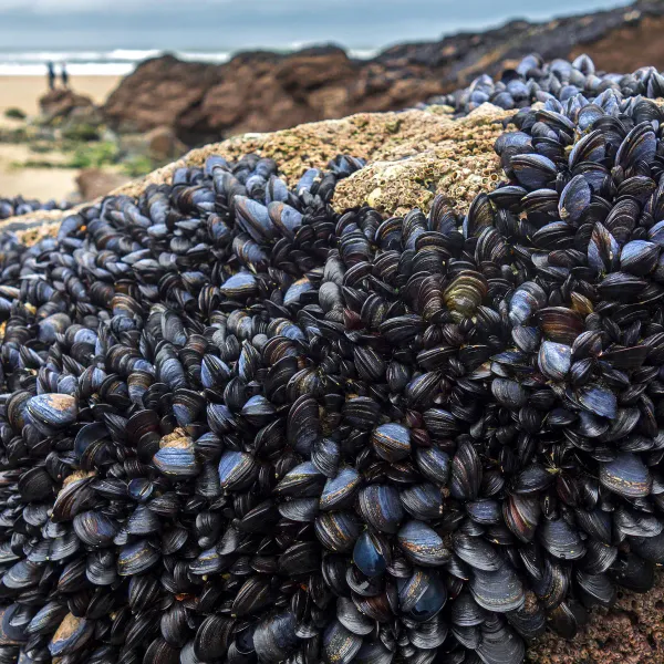 MUSSEL from United Kingdom supplied by Kershaw Seafoods Ltd - Fresh (=Chilled=Raw) Fresh Mussel