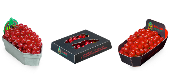 Fresh Red Currant from Netherlands supplied by Bloedbessen - Red Currant Currant