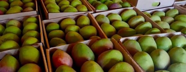 Apple Mango from 케냐 supplied by Mina logistics services LLC - 신선 망고