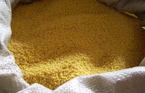 hulled millet from Ukraine supplied by AGROFIRMA POLE LTD - Hulled Millet