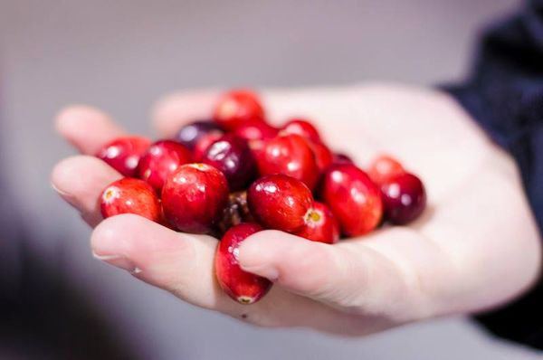 fresh cranberries from 캐나다 supplied by L&s Cranberry - Stevens and Howes 신선 크랜베리