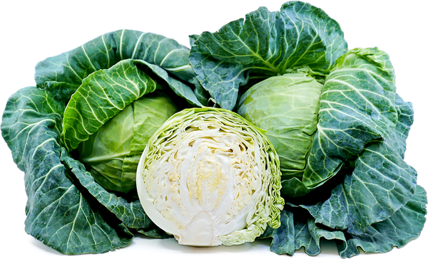 Cabbage from 미국 supplied by R&R Flaim Next Generation Produce - Chinese Cabbage 신선 양배추