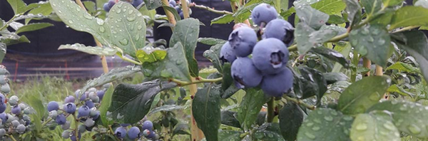Fresh Blueberry from 독일 supplied by SL Gartenbau GmbH - Elliott 신선 블루베리