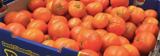 Mandarins from Chile supplied by Cherry Traders S.A. - Easy Peeler Fresh Mandarin