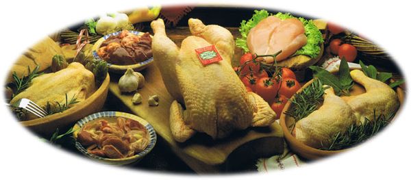 Fresh Chicken Meat from Italy supplied by Avisco - White Chicken Frozen Whole Chicken