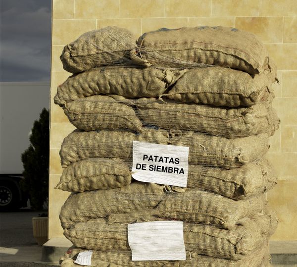seed potato from 스페인 supplied by Almacenes Rubio SA - Jute Bag (25kg) 씨감자