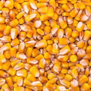 Maize from 멕시코 supplied by Bojormex - For Feed 옥수수