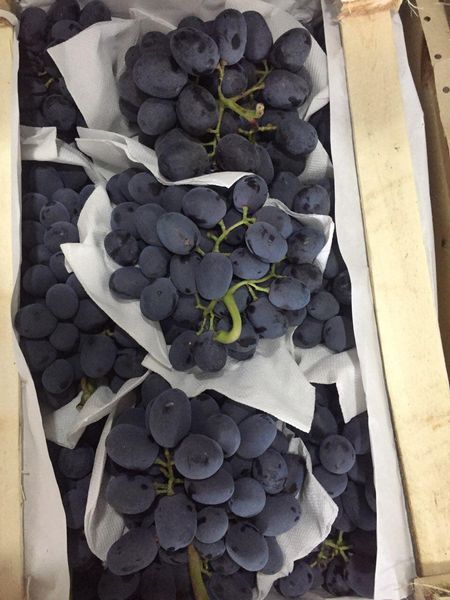 Grapes Mercedes from 우즈베키스탄 supplied by BROAGRO LLC - Mercedes 신선 포도