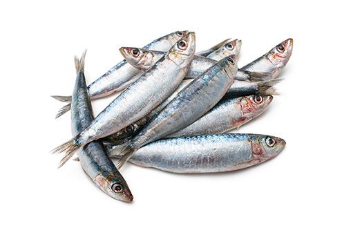 Whole Sardines from Morocco supplied by 7 Seas Foods Int - Whole (=In The Round) Frozen Sardine