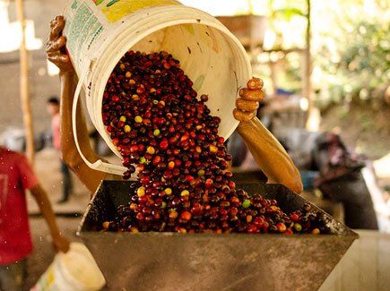 Coffee from 페루 supplied by Asociacion De Productores Agropecuarios Bosques Verdes Cuenca Del Chinchipe - Red 생원두