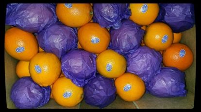 Orange from 남아프리카공화국 supplied by Jo-Rie Products - Navel - Autumn Gold (=Pollock Late Navel) 신선 오렌지