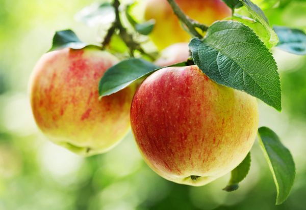 Apple Juice from United States supplied by Greenwood Associates Inc. - Organic Apple Juice