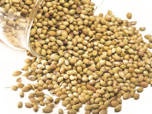 Coriander from 에티오피아 supplied by Teklay Berhane Import and Export - Seed 고수