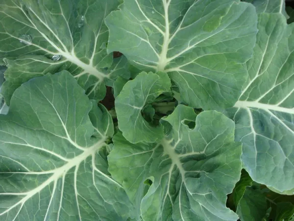 Mustard Seeds from United States supplied by Zellajake Farm and Garden team - Black Mustard Seed