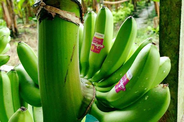 Bananas from Italy supplied by Di Manno - Green Fresh Banana