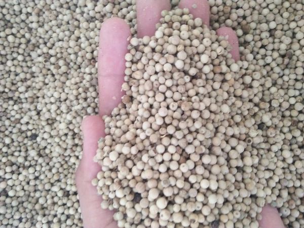 White Pepper from 인도네시아 supplied by PT. MEJEZ CENTENIAL CEMERLANG - Pepper 혼합 향신료 상품