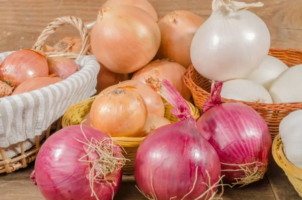 Fresh Onion from Spain supplied by HORMOBA - Farm Fresh Onion