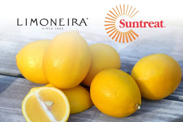 Fresh Lemon from 미국 supplied by Suntreat Packing & Shipping - Yellow 신선 레몬