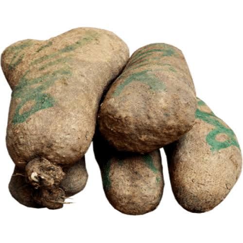 Yam from 나이지리아 supplied by Reino Export/Import - Field 얌