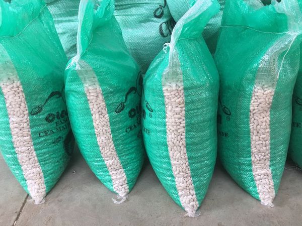 White Beans from Egypt supplied by Al Shams company for general import and export - dried White Beans